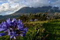 Closeup Purple Flower Against Tropical Cloud Draped Volcano