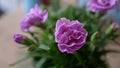 Closeup Purple Flower Crysanthemum 2 Royalty Free Stock Photo