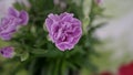 Closeup Purple Flower Crysanthemum 3 Royalty Free Stock Photo