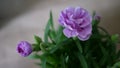 Closeup Purple Flower Crysanthemum Natural Light Royalty Free Stock Photo