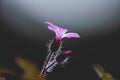 Purple Flower In Full Bloom 