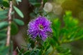 Closeup of a purple flower on a green bush, La Brea Tar Pits, Los Angeles, California. Royalty Free Stock Photo