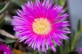 Closeup of the purple flower of an ice plant Carpobrotus edulis Royalty Free Stock Photo