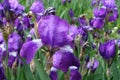 Closeup of purple flower of Iris germanica with raindrops in May Royalty Free Stock Photo