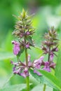 Closeup on the purple flower of the marsh woundwort, Stachys pal Royalty Free Stock Photo