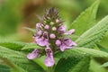 Closeup on the purple flower of the marsh woundwort, Stachys palustris Royalty Free Stock Photo