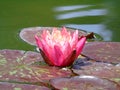 Closeup of purple flower of nymphaea, beautiful floating flower with many pistils and petals, nature, water