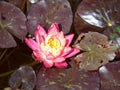 Closeup of purple flower of nymphaea, beautiful floating flower with many pistils and petals, nature, water