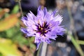 Closeup of a purple flower ona cupids dart plant