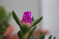 Detail of a flower of highway ice plant (Carpobrotus edulis Royalty Free Stock Photo