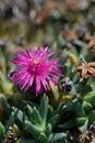 Closeup on the purple flower of the South African ice plant, Ruschia pulvinaris Royalty Free Stock Photo