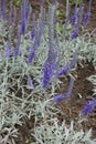 Closeup of purple flower spike of Veronica incana Royalty Free Stock Photo