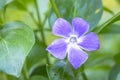 Closeup of a purple flower of Vinca major, with the common names bigleaf periwinkle, large periwinkle, greater periwinkle and blue Royalty Free Stock Photo