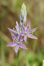 Closeup on the purple flowering great or large camas, Camassia leichtlinii in the field Royalty Free Stock Photo