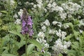 Closeup on the purple flowering Marsh woundwort, Stachys palustris in the garden Royalty Free Stock Photo