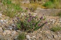 Closeup on an a purple flowering Oregano plant, Origanum vulgare Royalty Free Stock Photo