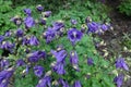 Closeup of purple flowers of Aquilegia vulgaris in May Royalty Free Stock Photo