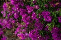 Closeup of purple flowers Bougainvillea glabra blossoming