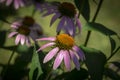 Closeup of purple flowers of Echinacea purpurea on the background of the greenery garden. Royalty Free Stock Photo
