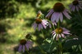 Closeup of purple flowers of Echinacea purpurea on the background of the greenery garden. Royalty Free Stock Photo