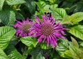 Closeup of the purple flowers of Monarda Leading Lady Plum Bee Balm Royalty Free Stock Photo