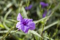 Closeup purple flowers of Ruellia simplex, Mexican petunia, Mexican bluebell, Britton wild petunia Ruellia Angustifolia are