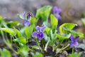 Closeup purple flowers blooming in spring in wild meadow. Nature background