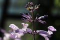 Closeup of purple flowers on a Spurflower plant