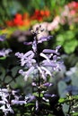 Closeup of purple flowers on a Spurflower plant