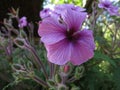 Closeup of purple giant herb-robert taxon flowers Royalty Free Stock Photo