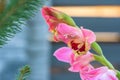 Closeup of purple gladiolus flower