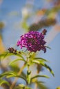 Closeup of Purple Glowing Flowers and sky