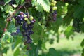 Clseup of vnes with purple grapes in vineyard Royalty Free Stock Photo