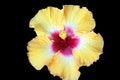 Closeup of a purple Hawaiian hibiscus flower isolated on a black background Royalty Free Stock Photo