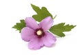 purple Hibiscus flower blossom and leaves on white background Royalty Free Stock Photo