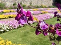 Closeup of purple hyacinth bean flowers, in public botanical gardens
