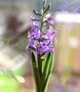 A closeup of a purple Hyacinth flower blooming on a window sill Royalty Free Stock Photo