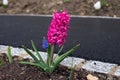 purple hyacinth in a public garden Royalty Free Stock Photo