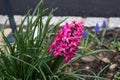 purple hyacinth in a public garden Royalty Free Stock Photo