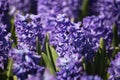 purple hyacinth in a public garden Royalty Free Stock Photo