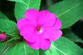 Closeup of a purple Impatiens flower