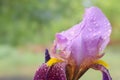 Closeup of a purple iris flower with raindrops. Royalty Free Stock Photo