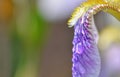 Closeup of purple iris petal with dew drops, free space Royalty Free Stock Photo