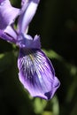 Closeup of a Purple Iris Petal Royalty Free Stock Photo