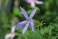 Closeup of purple Isotoma flowers and plants