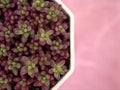 Closeup purple Jelly bean succulent plant ,Sedum rubrotinctum in white pot with blurred background ,macro image ,soft focus Royalty Free Stock Photo