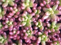 Closeup purple Jelly bean succulent plant ,Sedum rubrotinctum in white pot with blurred background ,macro image ,soft focus Royalty Free Stock Photo