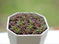 Closeup purple Jelly bean succulent plant ,Sedum rubrotinctum in white pot with blurred background ,macro image ,soft focus Royalty Free Stock Photo