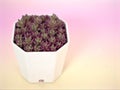 Closeup purple Jelly bean succulent plant ,Sedum rubrotinctum in white pot with blurred background ,macro image ,soft focus Royalty Free Stock Photo