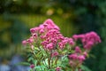 Closeup on Purple Joe-Pye weed or Kidney-root, Eupatorium purpureum Aromatic Purple Joe-Pye weed glooming in the garden Royalty Free Stock Photo